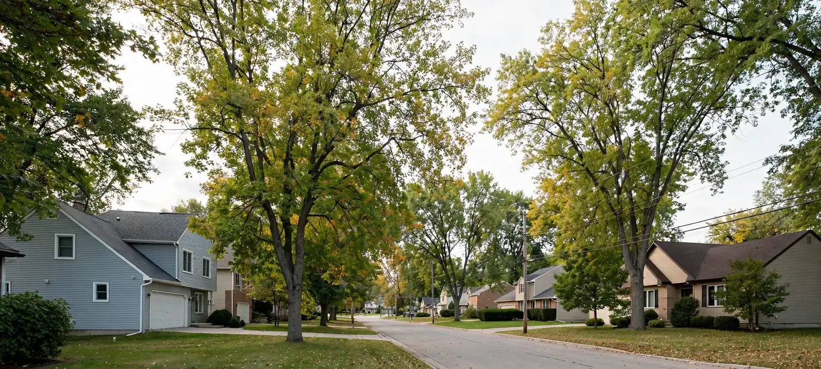 Quiet residential street with mature trees and single-family homes